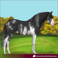 Horse Color:Brown Sabino Varnish