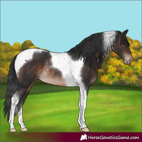 Horse Color:Brown Tobiano Appaloosa Rabicano 