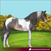 Horse Color:Brown Tobiano Appaloosa Rabicano 