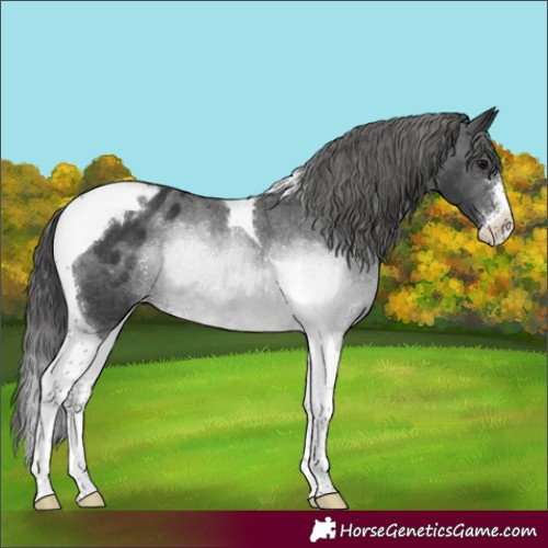 Horse Color:Black Sabino Tobiano Appaloosa Rabicano