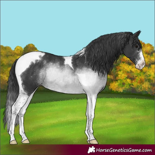 Horse Color:Black Sabino Tobiano Appaloosa Rabicano 