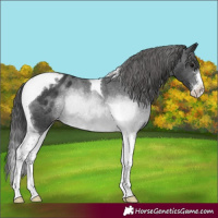 Horse Color:Black Sabino Tobiano Appaloosa Rabicano