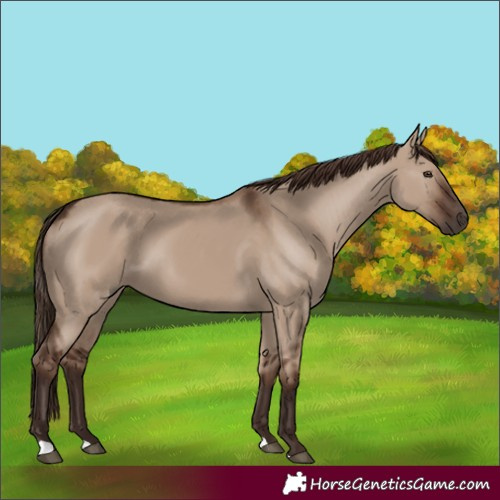 Horse Color:Liver Red Dun