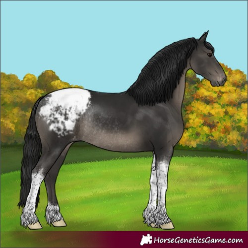 Horse Color:Gray Black Tobiano Varnish Rabicano