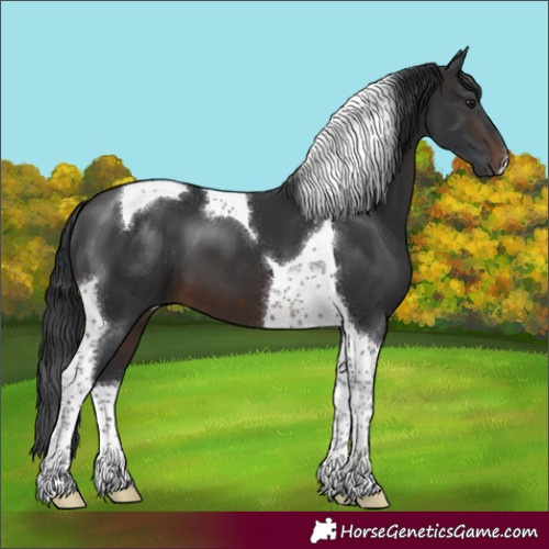 Horse Color:Brown Tobiano