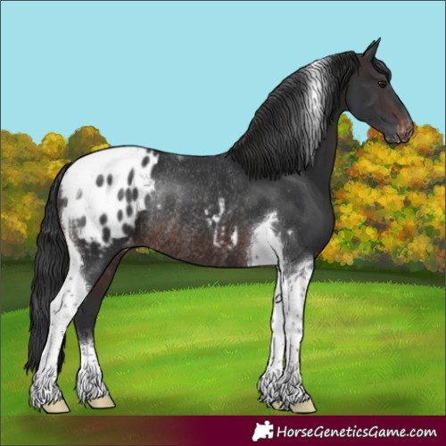 Horse Color:Brown Tobiano Appaloosa Rabicano 