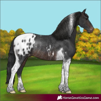 Horse Color:Brown Tobiano Blanket Rabicano