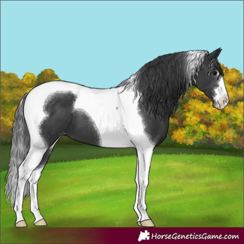 Horse Color:Black Tobiano Appaloosa 