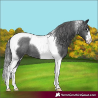 Horse Color:Black Tobiano Appaloosa 