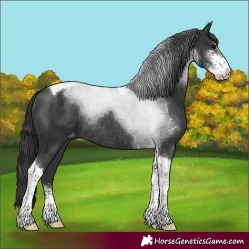 Horse Color:Black Sabino Tobiano Appaloosa Rabicano