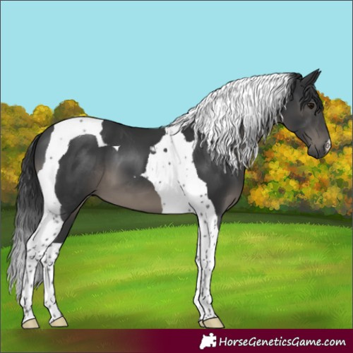 Horse Color:Black Tobiano