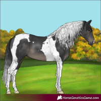 Horse Color:Black Tobiano