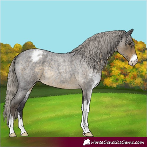 Horse Color:Silver Smoky Blue Roan Sabino Appaloosa Rabicano
