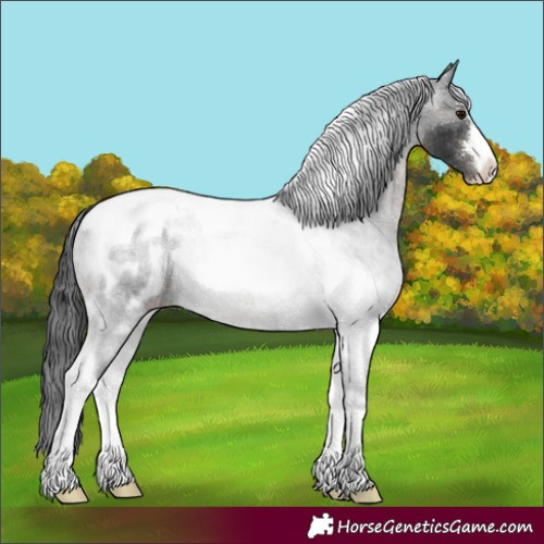 Horse Color:Black Tobiano Appaloosa Rabicano