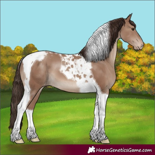 Horse Color:Classic Champagne Tobiano Appaloosa 