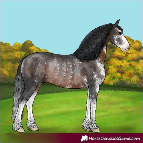 Horse Color:Brown Sabino Rabicano 
