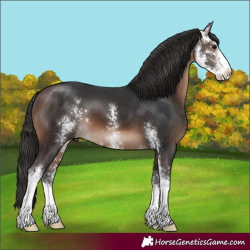 Horse Color:Brown Sabino 