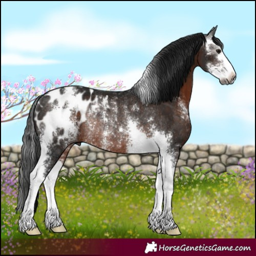 Horse Color:Gray Brown Sabino Appaloosa Rabicano 