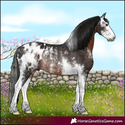 Horse Color:Gray Brown Sabino Appaloosa Rabicano