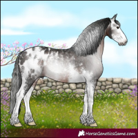 Horse Color:Gray Brown Sabino Blanket Rabicano
