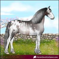 Horse Color:Gray Brown Sabino Appaloosa Rabicano 