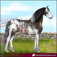 Horse Color:Gray Brown Sabino Appaloosa Rabicano 