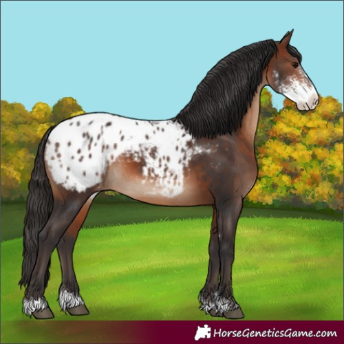 Horse Color:Bay Sabino Appaloosa 