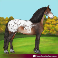 Horse Color:Bay Sabino Appaloosa 