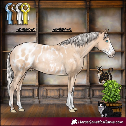 Horse Color:Silver Buckskin Pearl Sabino Appaloosa 
