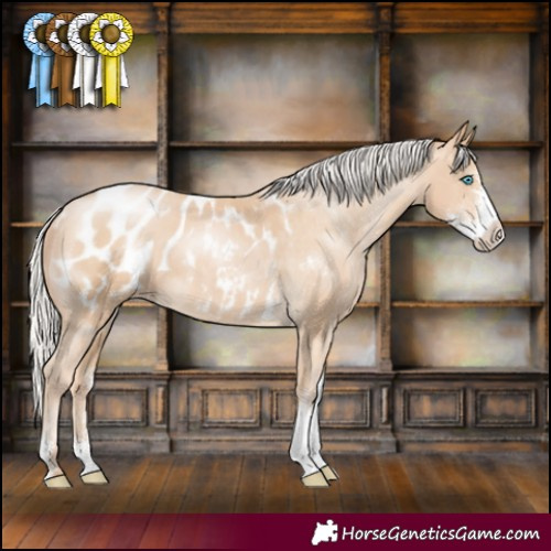 Horse Color:Silver Buckskin Pearl Sabino Appaloosa 