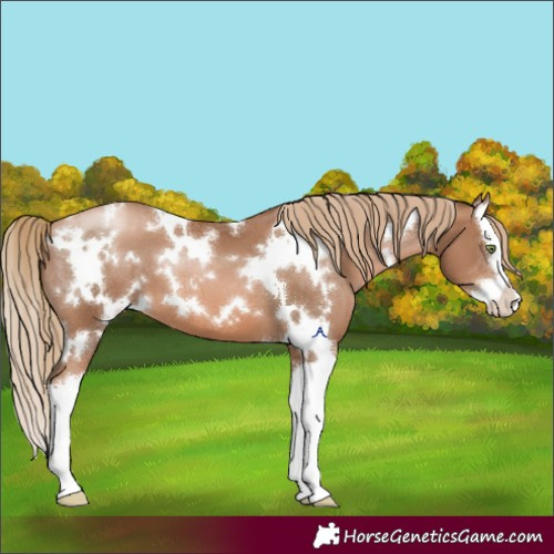 Horse Color:White Spotted Liver Chestnut Pearl Splash 