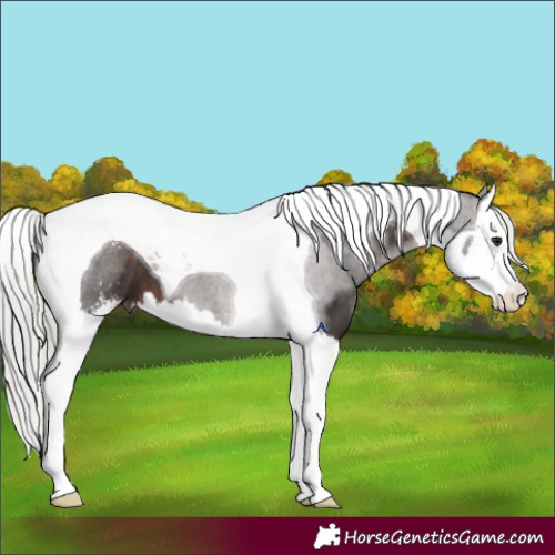 Horse Color:Silver Brown Sabino Splash Tobiano 