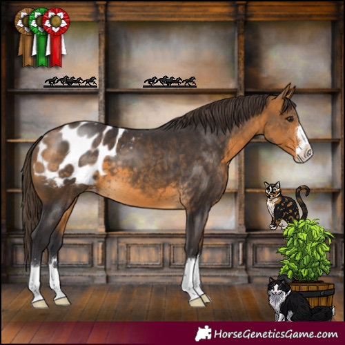 Horse Color:Buckskin Appaloosa 