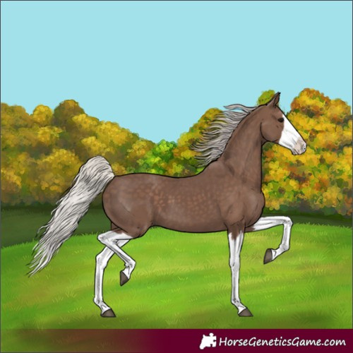Horse Color:Silver Black Splash