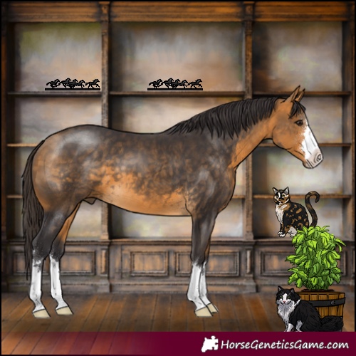 Horse Color:Buckskin 