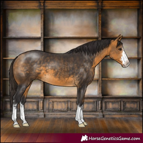 Horse Color:Buckskin 