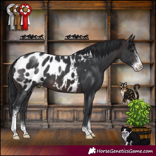 Horse Color:Brown Sabino Appaloosa