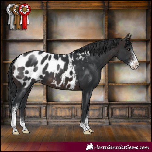 Horse Color:Brown Sabino Appaloosa 