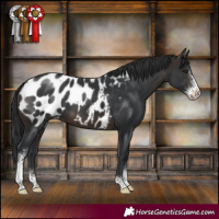 Horse Color:Brown Sabino Blanket 