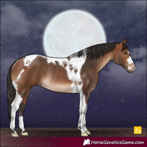 Horse Color:Bay Tobiano Rabicano 