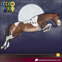 Horse Color:Bay Tobiano Rabicano