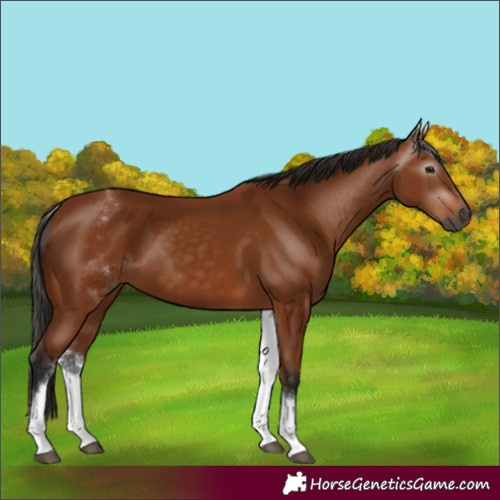 Horse Color:Gray White Spotted Bay