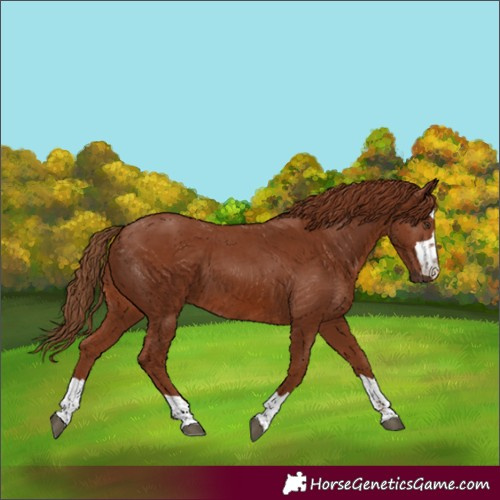 Horse Color:Chestnut 