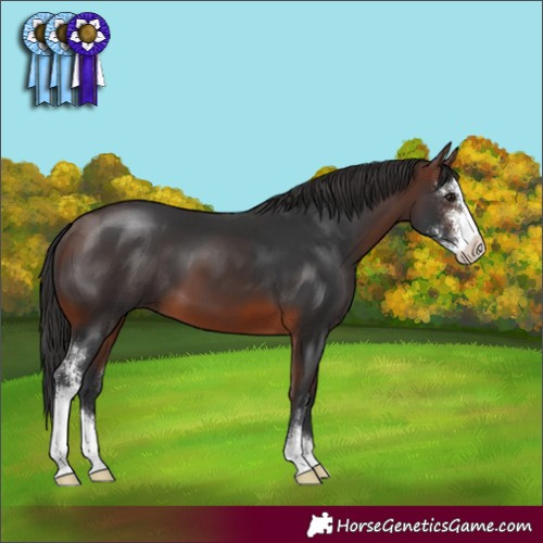 Horse Color:Brown Sabino