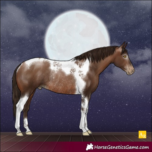 Horse Color:Gray Brown Pearl Tobiano Rabicano