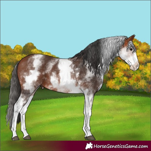 Horse Color:White Spotted Bay