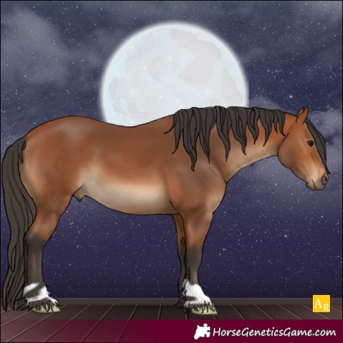Horse Color:Bay 