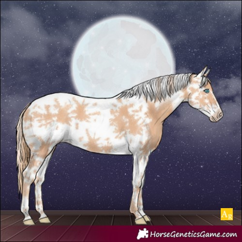 Horse Color:Gold Champagne Splash Tobiano Frame 