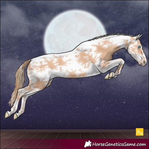 Horse Color:Gold Champagne Splash Tobiano Frame 