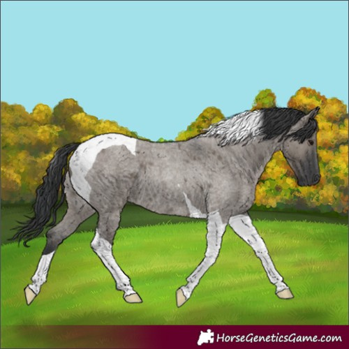 Horse Color:Grullo Roan Tobiano 